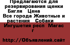 Предлагаются для резервирования щенки Бигля › Цена ­ 40 000 - Все города Животные и растения » Собаки   . Ингушетия респ.,Магас г.